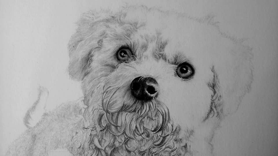 Bichon Frise Portrait