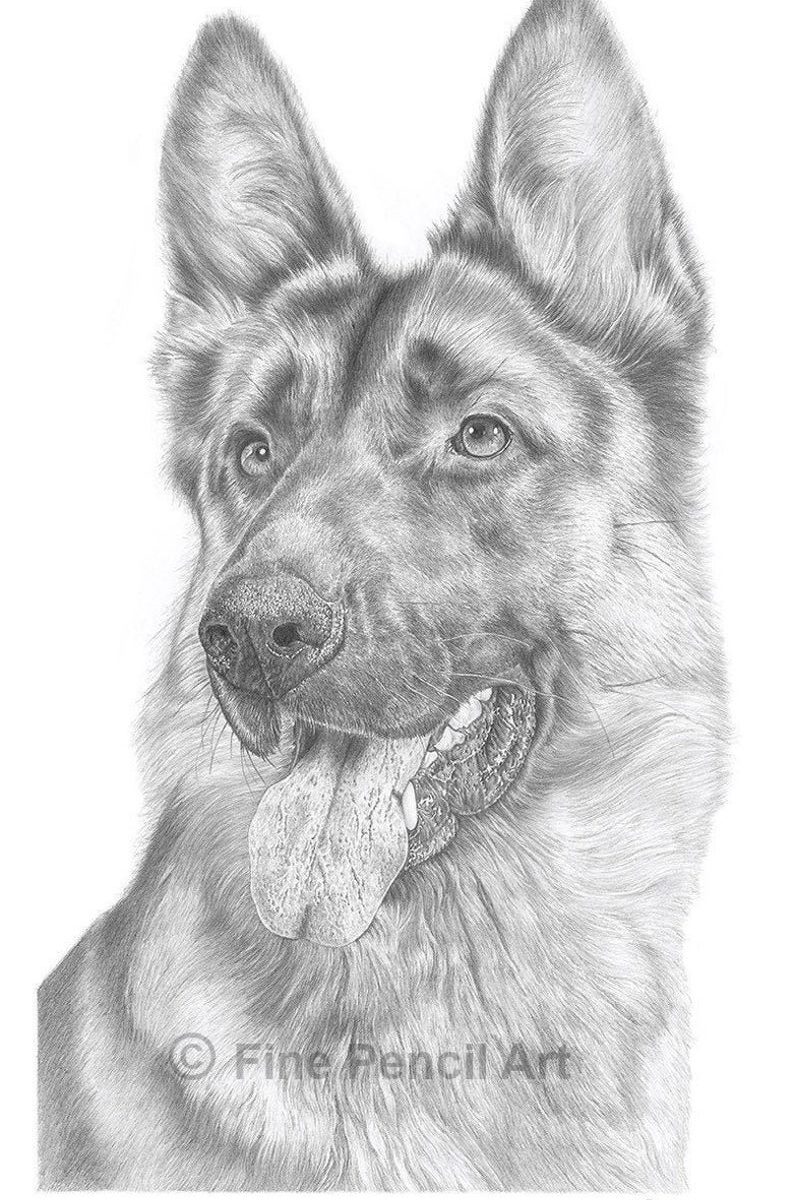 Pet Portraits